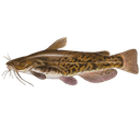 Barbel
