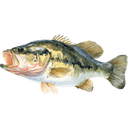 Bass