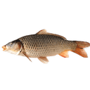 Carp