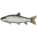 Grass Carp