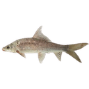 Mud Fish