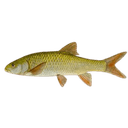 Yellowfish